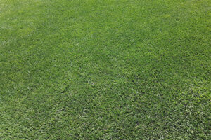 New Lawns