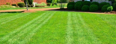 Grass & Turf Laying