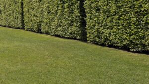 Lawn Turf Laying Service