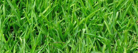 Grass & Turf Laying